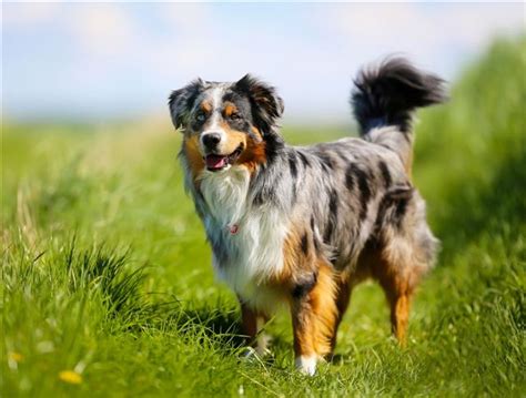 Characteristics of the Australian Shepherd-Border Collie Mix - DogAppy