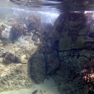 Snorkeling in Napili Bay, Maui | Snorkeling in Hawaii