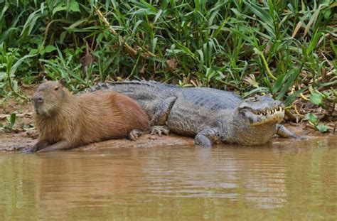 Capybaras With Other Animals – Capybara