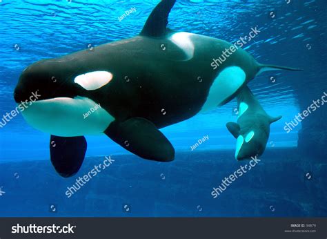 A Mother Killer Whale And Her One Month Old Baby Killer Whale Enjoying ...