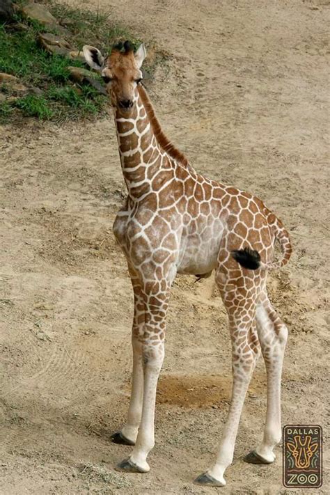 Dallas Zoo. Born 2017. | Dallas zoo, Animals, Animals wild