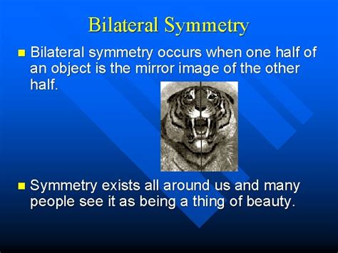 Symmetry A Visual Presentation Bilateral Symmetry n Bilateral