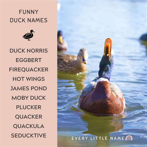 200+ Best Duck Names (Cute, Funny, and Quack-tastic) - Every Little Name