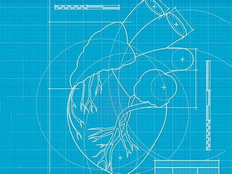 Interventricular septum: Function and development