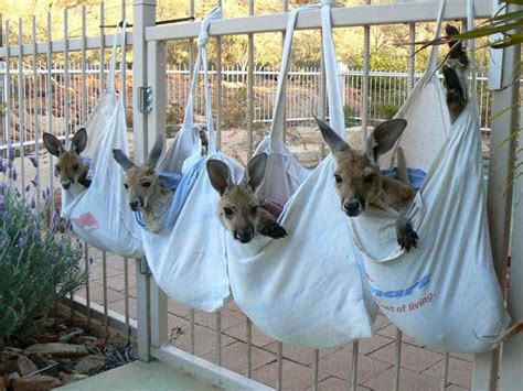 There's a sanctuary for orphaned kangaroos in Australia, and it's awesome