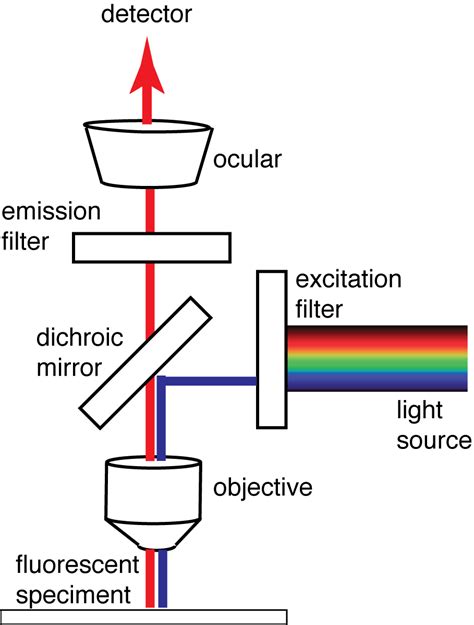 diagrammatic explanation of how fluorescence microscopy works