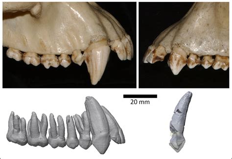 Statistical methods used to estimate when canine teeth shrunk in modern humans