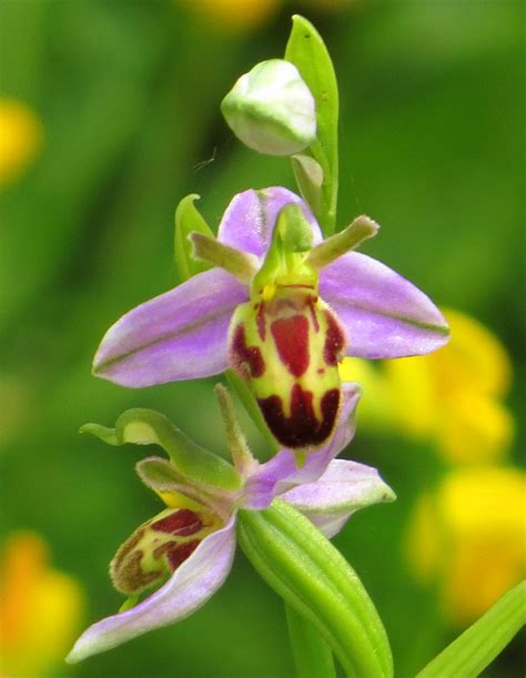 Bee Orchid