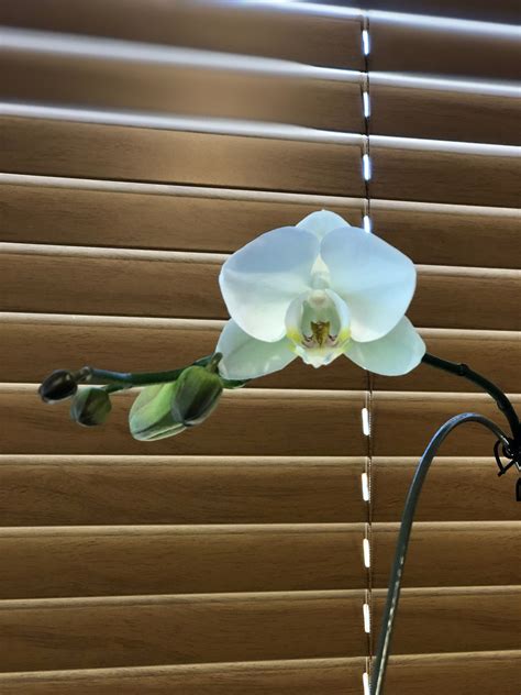 My Moth Orchid Blooms Again. A friend gave us this moth orchid as a… | by Lei Chai | Medium