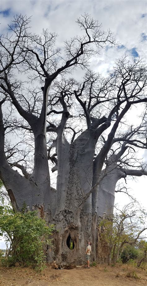 Here are some interesting facts about the baobab – a strange looking tree that grows in low ...