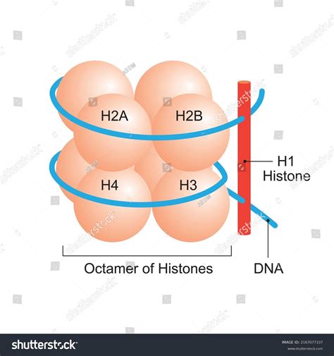 Histones