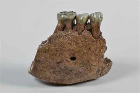 Studies of fossil teeth reveal another Pleistocene ape species from Southeast Asia