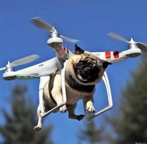 Create meme "funny animals, cat helicopter, cat quadcopter" - Pictures ...