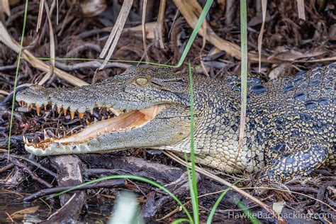 Northern Territory Wildlife - HawkeBackpacking.com