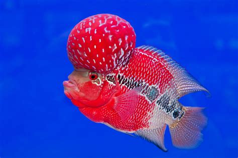 Different Types Of Flowerhorn Cichlid