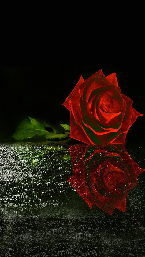 🔥 [90+] Red Rose iPhone Wallpapers | WallpaperSafari