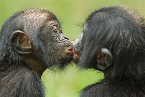 Celebrate the Unknown Great Ape on World Bonobo Day! - PASA