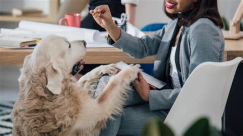 Take Your Dog to Work Day: Training Tips for Dogs On the Job | PetMD