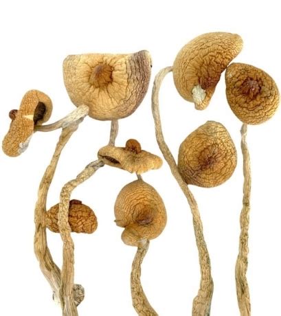 How To Grow Golden Teacher Mushrooms