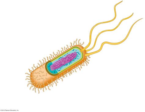 bacteria cell diagram (gcse biology) Diagram | Quizlet