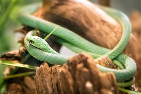 Rough Green Snake - Cincinnati Zoo & Botanical Garden®