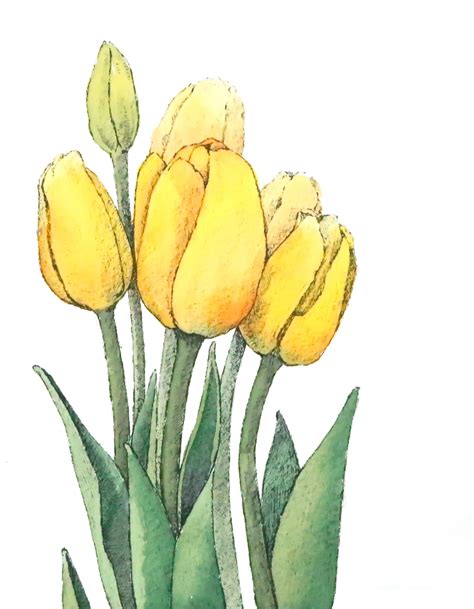 watercolor aquarelle flower tulip illustration 별나라 꽃그림 컬러링북 | Watercolor tulips, Tulip painting ...