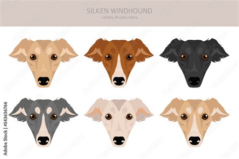 Silken Windhound clipart. All coat colors set. All dog breeds characteristics infographic Stock ...