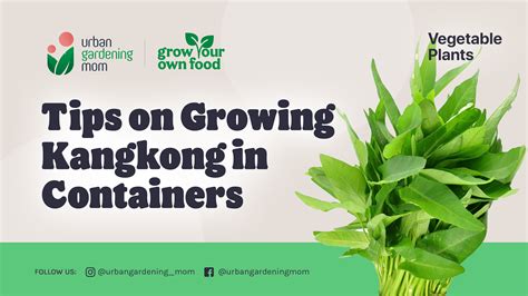 how to grow kangkong in a pot - [Beginners Guide] - Ispru.