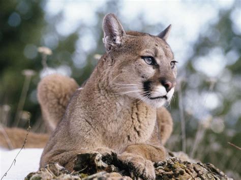 facile à blesser ceinture Spécialiste cougar et puma différence à temps ...