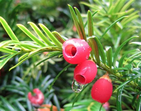 Meandering Washington: Y ~ Yew , Taxus brevifolia