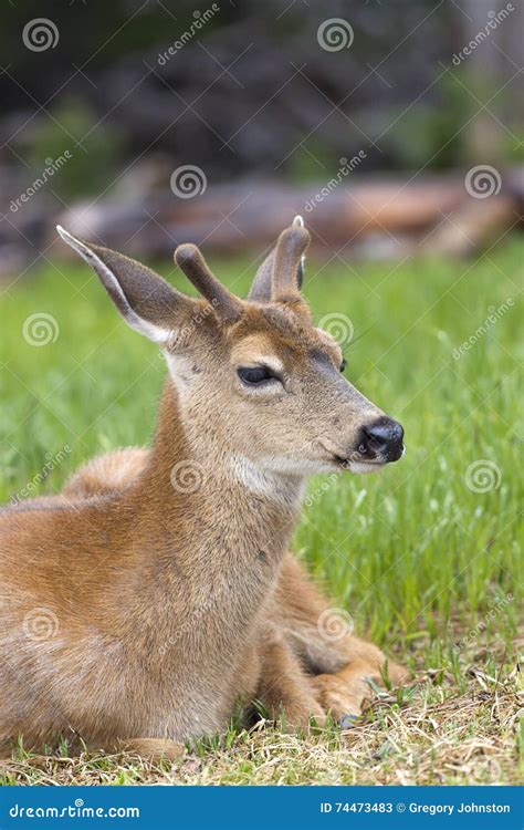 Velvet on Deer S Small Antlers. Stock Image - Image of park, antlers ...