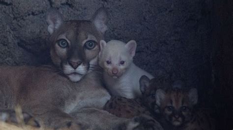 Puma Gives Birth to Rare Albino Cub in Nicaragua | NTD