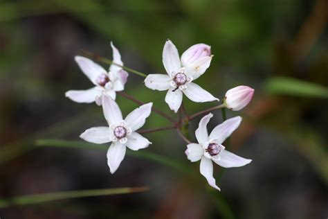 Florida milkweed - Florida Wildflower Foundation