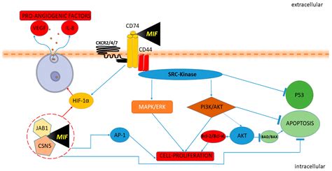 Macrophage Migration Inhibitory Factor Family in Cancer | Encyclopedia MDPI