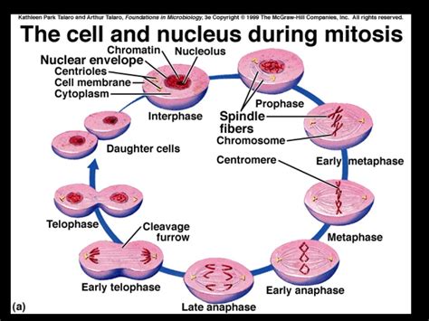 Cell Reproduction