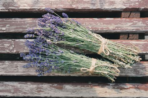 How To Grow Indoor Lavender