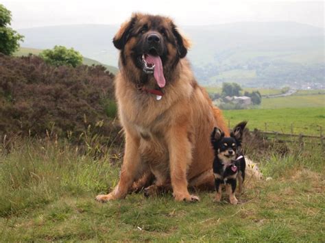 5 Hottest Facts About Giant Leonberger Dog “The New Lion” | Pouted.com ...