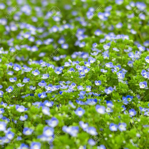 Blue small wildflowers. Fresh small light blue flowers (forget-me-not) at the daylight. Small ...