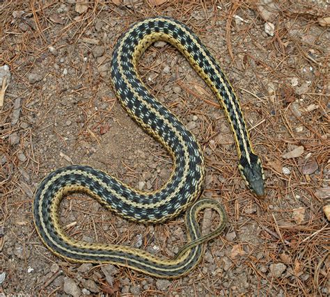 Eastern Gartersnake