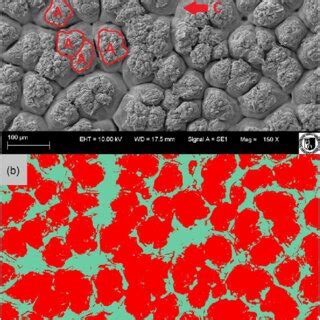 (PDF) Comparison of the eggshell mammillary microstructure of ...