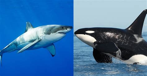 Great white sharks are really afraid of killer whales. Here's why ...