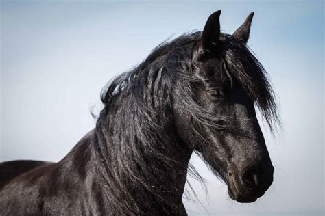 24 Friesian Horse Pictures You'll Love