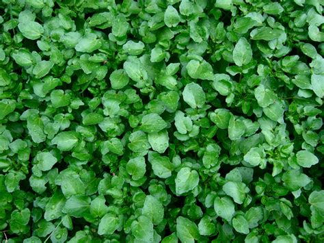 Watercress - Mariposa Farms