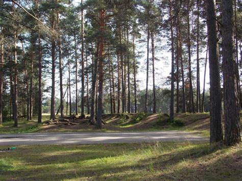 Landscape Forest Road Summer Shade Trees Pine Branches Sky Stock Photo - Image of forest, pine ...