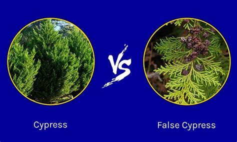 Cypress vs. False Cypress: How to Tell the Difference - A-Z Animals