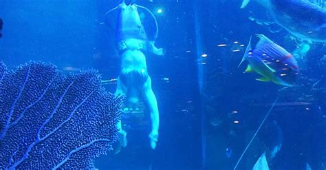 Watch the Real-life Mermaids at the Silverton Casino