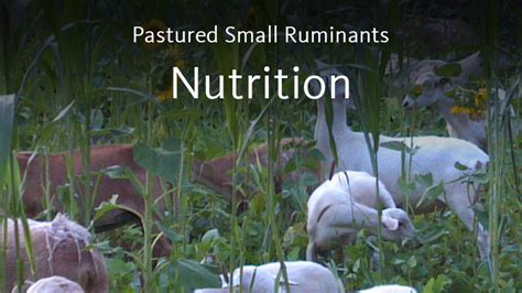 Pastured Small Ruminants Production – Feed and Nutrition – Center for Environmental Farming Systems