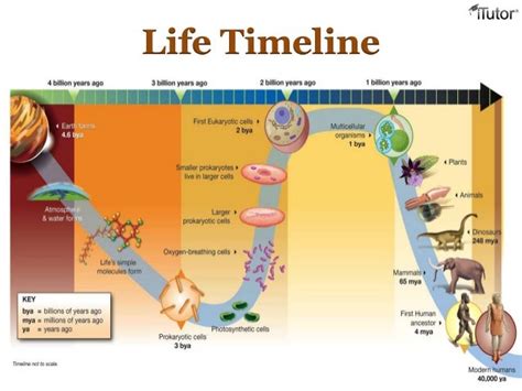 Evolution and Changes