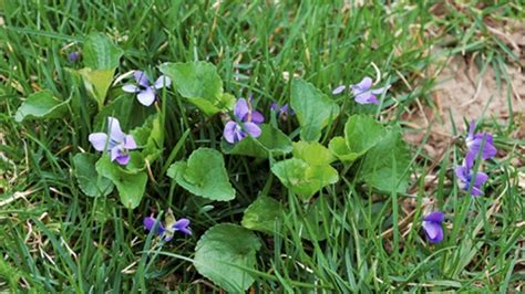 Controlling wild violet weeds in the lawn - Newsday