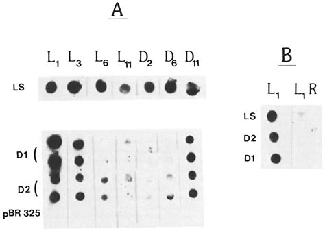 Synthesis of RuBPCase LS, D-I, and D-2 mRNAs during the cell cycle and ...